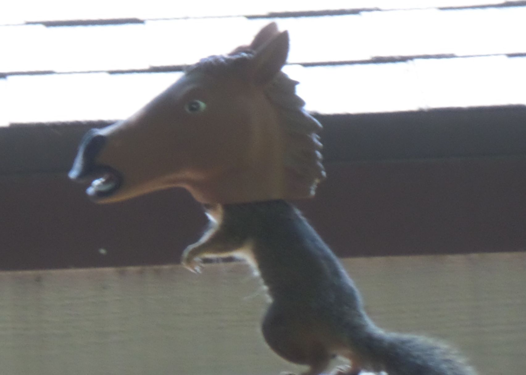 Squirrel